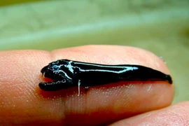 Vẻ ngoài đáng sợ của loài cá bí ẩn. (Nguồn: CSIRO News)