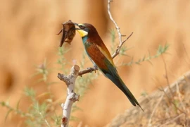 Khi thấy một con dơi bay qua chỗ của mình, chú chim trảu đã lao tới tấn công. (Nguồn: Daily Mail)