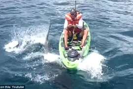 Con cá mập tấn công thuyền của Ben. (Nguồn: Daily Mail)