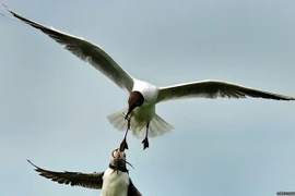 Hải âu cổ rụt bị mòng biển cướp mất một phần thức ăn. (Nguồn: Caters News Agency) 