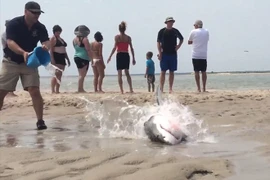 [Photo] Dân chúng tham gia giải cứu cá mập trắng ở Massachusetts