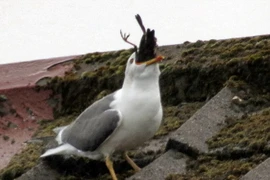 Mòng biển lao tới và nuốt chửng con mồi. (Nguồn: Caters News Agency)
