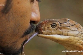 Người đàn ông liều mạng hôn chú rắn hổ mang chúa hung dữ
