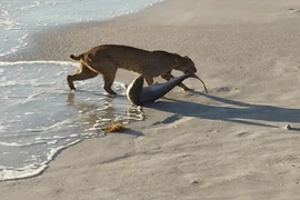 Linh miêu gây sửng sốt khi kéo xác một con cá mập gần bờ biển