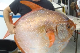 Phát hiện chấn động giới khoa học về loài cá mặt trăng kỳ lạ