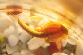 Một con cua móng ngựa. (Nguồn: CCTV)