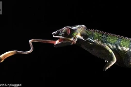 [Video] Cận cảnh màn săn mồi cực kỳ ấn tượng của tắc kè hoa