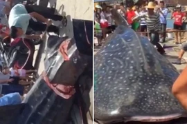Con cá mập voi bị xẻ thịt. (Nguồn: Daily Mail)