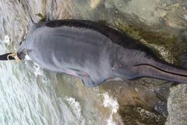 Xác của chú cá voi mõm khoằm Sowerby. (Nguồn: AP)