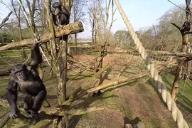 [Video] Con tinh tinh "nổi điên" khi thấy máy bay không người lái