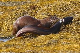 Hàm răng sắc nhọn của rái cá cắm thẳng vào cổ của chú lươn. (Nguồn: Daily Mail)