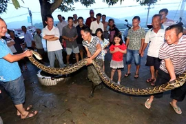 Con trăn tấn công ông Xie. (Nguồn: CCTV)