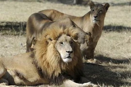 Ảnh minh họa. (Nguồn: Daily Mail)