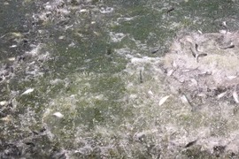 Hàn Quốc giúp phát triển các trang trại nuôi cá ở Triều Tiên 