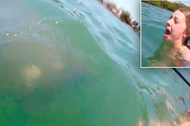 [Video] Cô gái hoảng loạn khi thấy con lợn biển bơi dưới chân