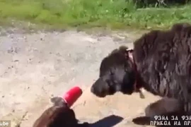 Cảnh giải cứu đặc biệt của cặp chó-mèo hút hàng vạn lượt xem