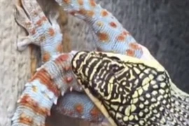 Chú tắc kè không thể chống cự nổi dù có kích thước khá tương đồng. (Nguồn: Daily Mail) 