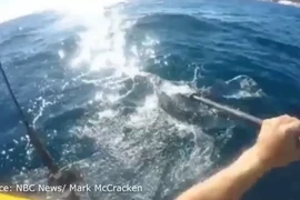Mark McCracken chồng trả con cá mập đầu búa. (Nguồn: YouTube)