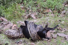 Kinh hãi chứng kiến con dê lớn bị con trăn hung dữ dài 3m nuốt chửng