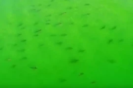 Hàng trăm con cá mập xuất hiện trên bãi biển. (Nguồn: IBT)