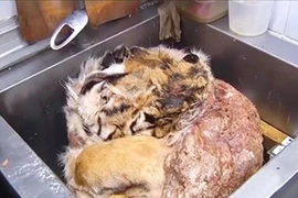 Nhà hàng Nga "gây sốc" khi cho cả thịt hổ, báo vào thực đơn