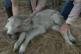 [Photo] Nông dân sửng sốt khi thấy con bê hai đầu trong trang trại