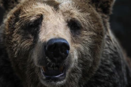 Ảnh minh họa. (Nguồn: RIA Novosti) 