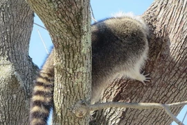 Chú gấu mèo đáng thương bị mắc kẹt đầu vào cây khi tìm thức ăn