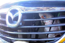 [Photo] Chú vẹt gặp sự cố hy hữu khi mắc kẹt trong lưới tản nhiệt