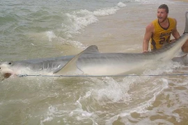 Chàng trai dũng cảm tay không chinh phục con cá mập dài 4m
