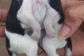 Chú chó có vẻ ngoài khác thường. (Nguồn: Daily Mail)