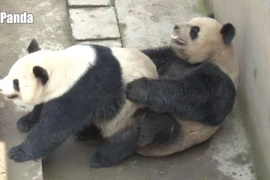 Trung Quốc: Cặp gấu trúc phá kỷ lục về thời gian giao phối