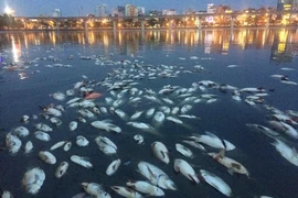Chiều 8/6, mùi cá chết bốc lên nồng nặc xung quanh khu vực bờ hồ Hoàng Cầu. (Ảnh: Minh Sơn/Vietnam+)