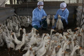 Nhân viên Thú y tiêm vắcxin phòng cúm gia cầm. (Ảnh: Đình Huệ/TTXVN)