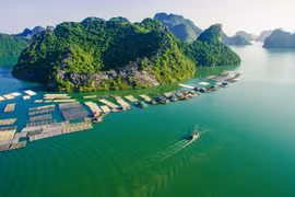 Nuôi cá lồng bè trên Vịnh Gia Luận - Cát Bà tạo cảnh quan đẹp thu hút du khách khi thưởng ngoạn du lịch biển đảo của Hải Phòng. (Ảnh: Trọng Đạt/TTXVN)