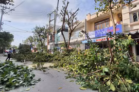 Thành phố Đà Nẵng khẩn trương cắt tỉa cây xanh để phòng chống bão. (Ảnh: Văn Dũng/TTXVN)