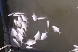 (Ảnh minh họa: Hoàng Nhị/TTXVN)