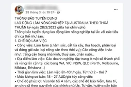 Những thông tin tuyển lao động không chính xác xuất hiện ngay 1 ngày sau khi ký kết Chương trình lao động nông nghiệp Australia. (Ảnh: PV/Vietnam+)