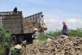 Thu hoạch sắn. (Ảnh minh hoạ: TTXVN)