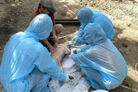 Cán bộ Chi cục Thú y vùng IV lấy mẫu máu lợn bệnh sau khi tiêm vaccine phòng dịch tả lợn châu Phi của một hộ dân tại thôn Định Thành, xã Hòa Định Động, huyện Phú Hòa, tỉnh Phú Yên. (Ảnh: Tường Quân/TTXVN)