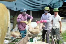 Lực lượng chức năng kiểm đếm và đưa lợn bị bệnh đi tiêu hủy. (Ảnh minh hoạ: Công Tường/TTXVN)