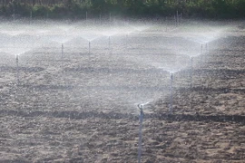 Áp dụng hiệu quả mô hình tưới nước tiết kiệm cho vườn nho trong mùa khô hạn. (Ảnh minh họa: Nguyễn Thành/TTXVN)