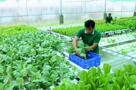 Trồng rau hữu cơ. (Ảnh minh họa: Vũ Sinh/TTXVN)