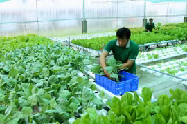 Trồng rau hữu cơ. (Ảnh minh họa: Vũ Sinh/TTXVN)