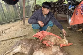 Thời tiết rét đậm, rét hại gây chết gia súc ở huyện vùng cao Bắc Yên, tỉnh Sơn La. (Ảnh: Nguyễn Cường/TTXVN)