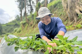 Nhờ những kỹ năng học hỏi được khi làm việc ở Hàn Quốc, anh Gió đã thành công xây dựng được trang trại của riêng mình khi trở về quê hương. (Ảnh: Hồng Kiều/Vietnam+)
