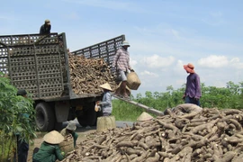 Thu hoạch sắn. (Ảnh minh hoạ: TTXVN)