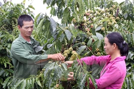 Lực lượng lao động Việt Nam trong nông nghiệp chiếm tỷ lệ lớn. (Ảnh minh họa: Quang Quyết/TTXVN)
