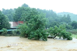 Lũ trên suối Ngòi Đum khu vực Cốc San, thành phố Lào Cai dâng cao ảnh hưởng đến sinh hoạt của người dân nơi đây, sáng 9/9. (Ảnh: Quốc Khánh/TTXVN)