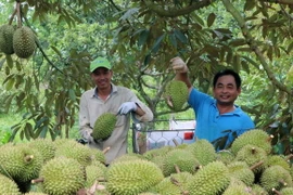 Thu hoạch sầu riêng tại Hợp tác xã Liên Đức, xã Xà Bang (Châu Đức, Bà Rịa-Vũng Tàu). (Ảnh: Hoàng Nhị/TTXVN)